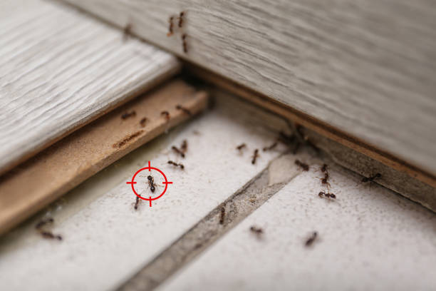 Best Pest Inspection Near Me  in San Gabriel, CA