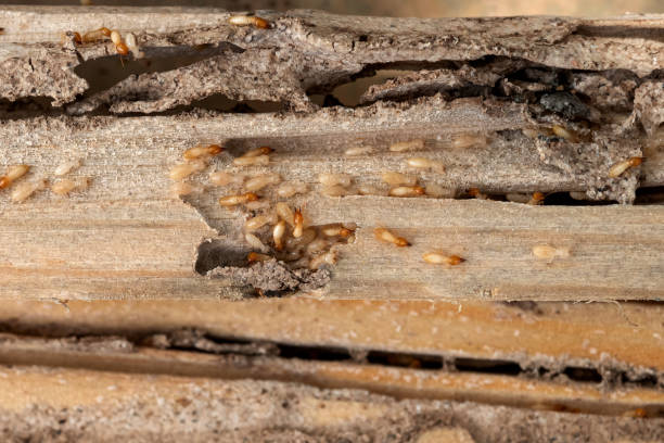 Best Emergency Pest Control  in San Gabriel, CA