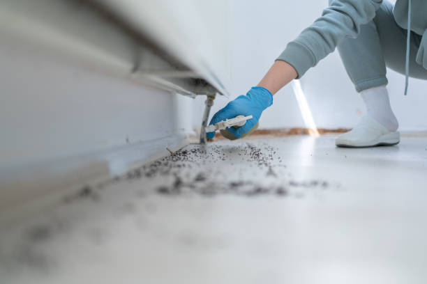 Best Flea Control Services  in San Gabriel, CA
